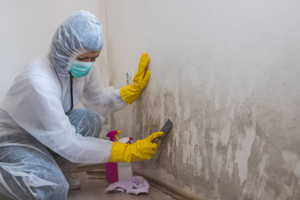 Crawl Space Mold Removal in Lavonia, GA