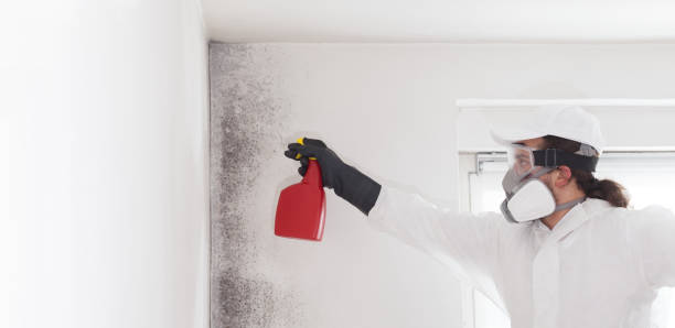 Best Local Mold Removal Service  in Lavonia, GA