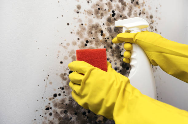 Best Office Mold Removal Services  in Lavonia, GA