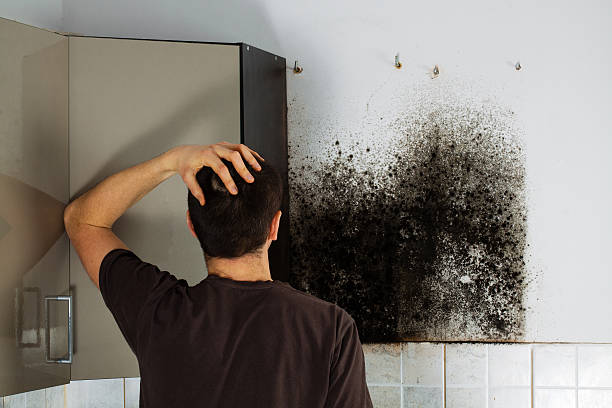 Best Black Mold Removal  in Lavonia, GA