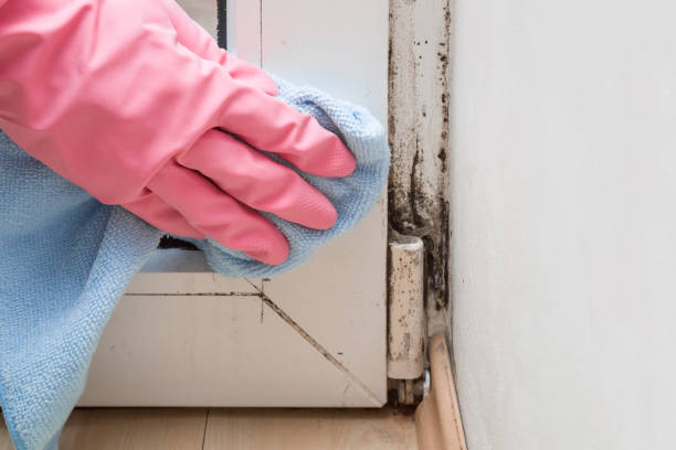 Best Certified Mold Removal  in Lavonia, GA