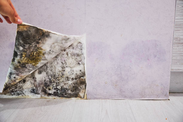 Office Mold Removal Services in Lavonia, GA